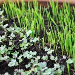 Powerful nutrition: Growing your own microgreens