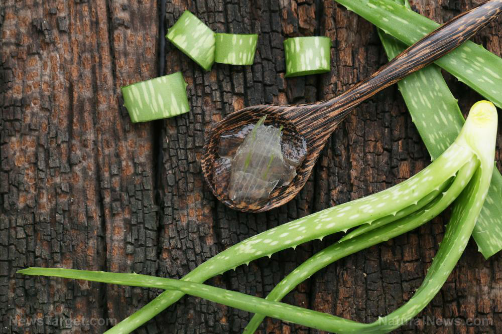 Can aloe vera treat the harmful side effects of radiation therapy?