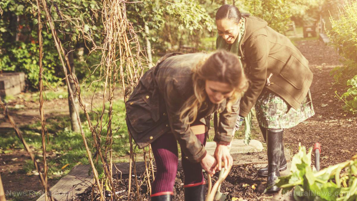 Homesteading 101: How to make your own survival garden (and 5 vegetables to plant)