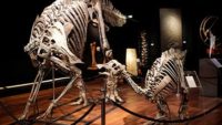 Original Cartilage &  Evidence of DNA Preserved in Baby Dinosaur