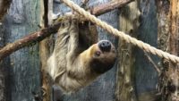 Sloths Arrive at Ararat Ridge Zoo at the Ark Encounter