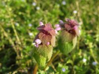 4 Reasons To Go & Find Purple Dead-Nettle