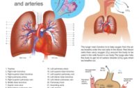 Simple, Effective Natural Ways to Maintain a Healthy Respiratory System