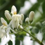 Moringa: Surprising health benefits for all of us