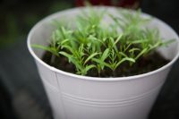 Indoor gardening for beginners: How to start a garden amid the coronavirus lockdowns