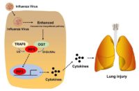 Diabetes Can Increase Complications of COVID-19