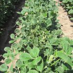 Food WARNING: Monsanto predicted dicamba would damage U.S. farms