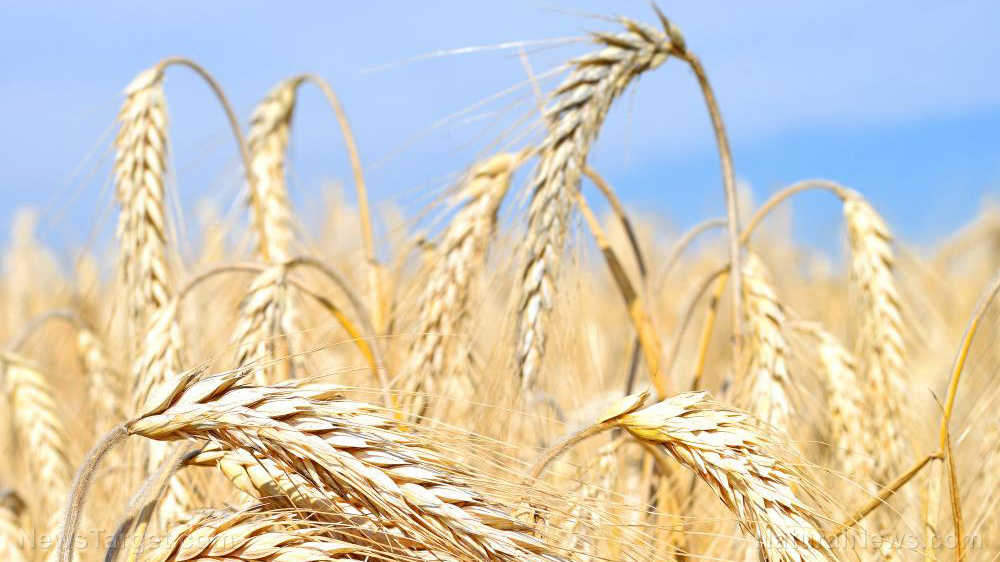 Scientists say barley is a promising laxative and functional food against constipation