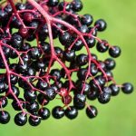 Can elderberry prevent the binding of viruses?