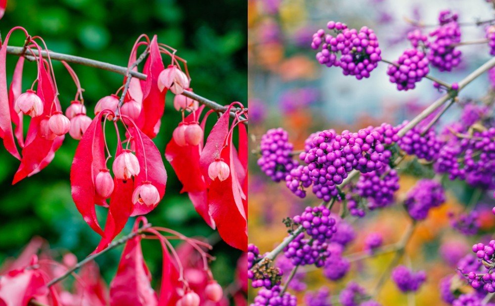 10 Gorgeous Plants For A Vibrant Display Of Autumn Colors