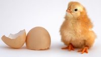 Which Came First—The Chicken or the Egg?
