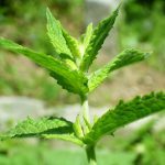 Spearmint offers cognitive benefits to both young and aging adults, according to new research