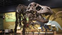 T. Rex Revisited: Fast, Slow, or Pack Hunter?