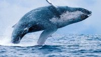 Whale Genetics and Evolution