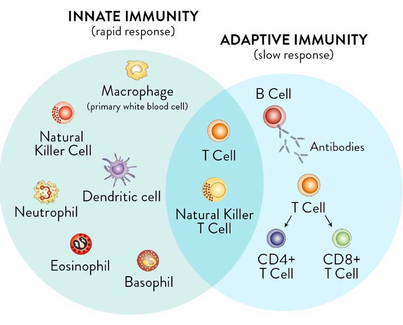 Majority of People Are Already Resistant to SARS-CoV-2