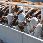 WARNING: Animal feedlots threaten public drinking water