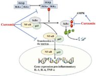 Curcumin Inhibits Virus-Induced Cytokine Storm