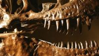 Did Mammals Gnaw on Dinosaur Bones?