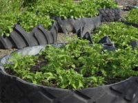 A Free Solution For Raised Bed Gardens