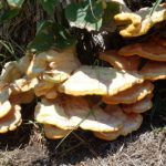 Medicinal mushrooms can eliminate the threat of viruses and cancer cell growth