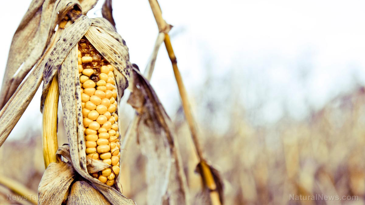 Lack of rainfall in the Midwest causing dramatic rise in corn prices