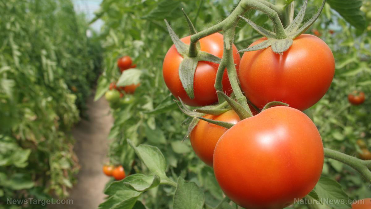 Tomato gardeners: The latest victim in the government’s war on drugs