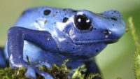 Poison Dart Frogs—Drop Dead Gorgeous