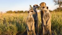 Meerkats — The Original Social Network