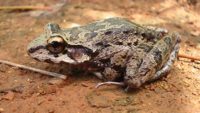 “Polyamory” in Frogs—An Example for Humans to Follow?