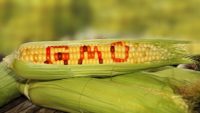 Are GMOs Ethical?