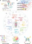 Cleveland Clinic Identifies Melatonin as COVID-19 Treatment