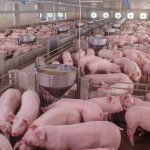 Crime against humanity: Toxic hog waste lagoons created by industrial farming practices