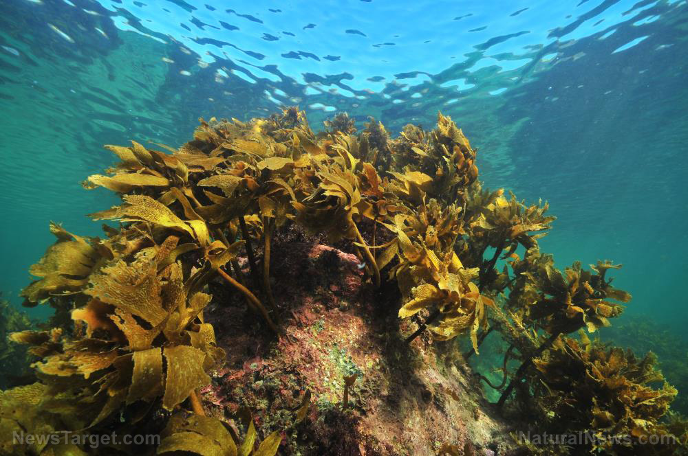 Antimicrobial compound in seaweed can be used to develop self-cleaning surfaces, new research finds