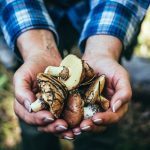 Are mushrooms the ultimate superfood?  The answer may surprise you … especially when it comes to getting enough vitamin D