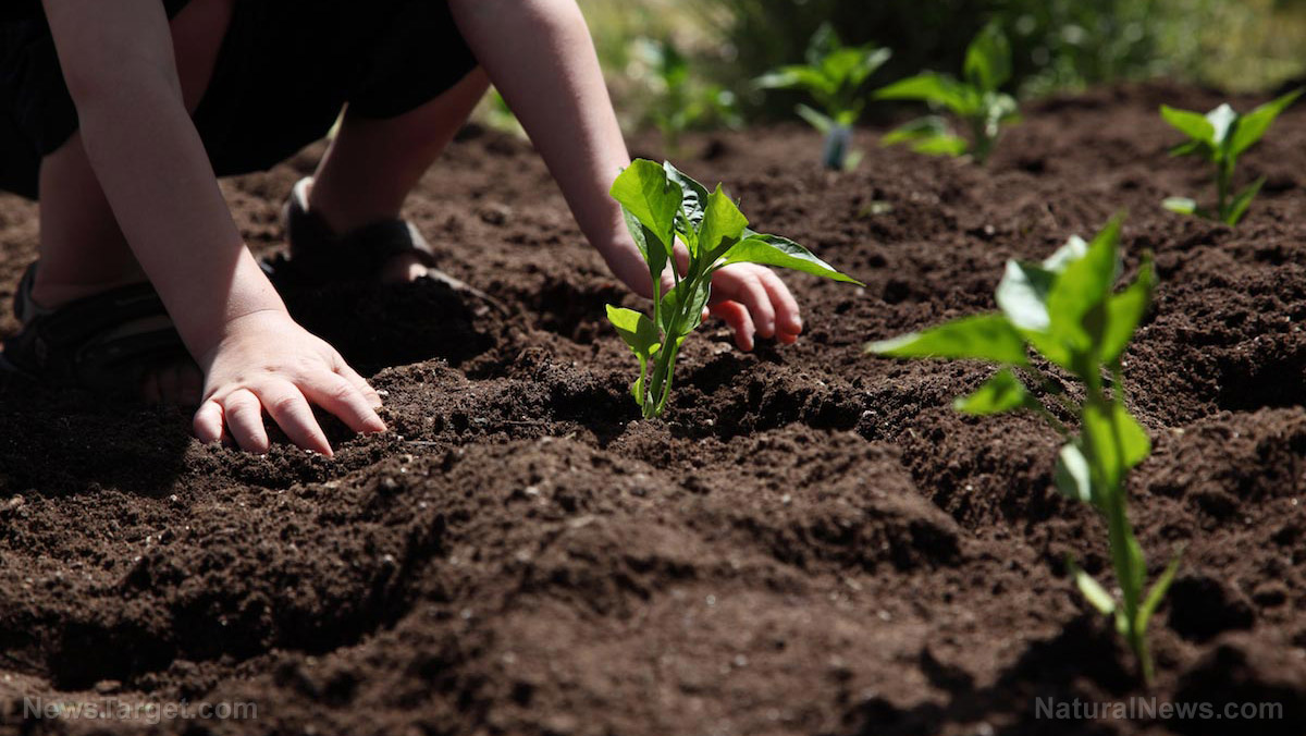 ‘If you own the seeds you own the food system’: campaigners demand public ownership to counter Big Ag privatization