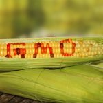 VICTORY for food safety?  Multiple GMO seeds to be phased out over the next few years
