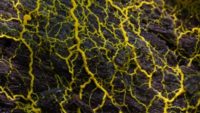 Slime Mold—Mindless Mapmakers