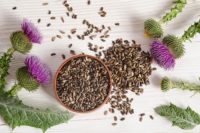 Learn how to make milk thistle extract, the all-purpose remedy for preppers