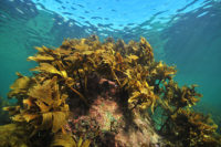 Researchers use “ocean elevators” to grow giant sea kelp – a promising source of biofuel