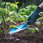 Gardeners Beware: Home fertilizers contain alarming levels of forever chemicals, according to new study