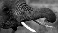 Elephant Trunks—More Complicated Than We Thought