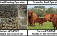 Real Food Truths: Grass-fed Beef is Carbon Positive and Healthy for the Environment