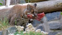 Feeding Carnivores on Noah’s Ark