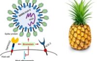 Is Pineapple Enzyme Bromelain a Remedy for COVID-19 Vaccine Injuries?