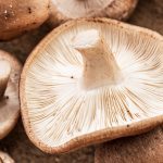 Boost your immune function with medicinal mushrooms