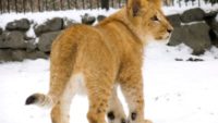 Incredibly Preserved Lion Cub Found in Siberia