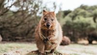 Quokka: The Happiest Animal on Earth?