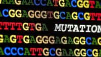 Can Genetic Mutations Be Purged from the Genome?