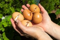 7 Brilliant Uses For Eggshells In Your Garden