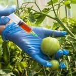 Gene-edited tomato promoted as therapeutic, but is it even safe?